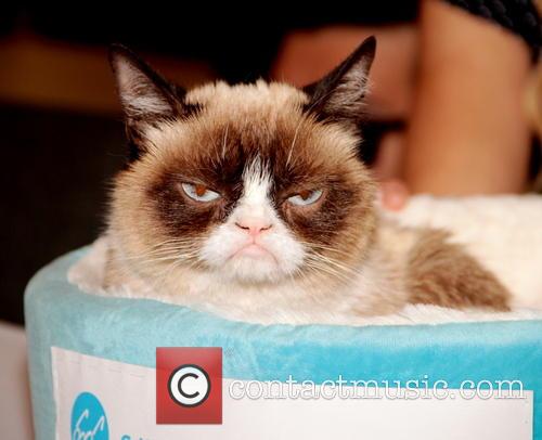 Grumpy Cat