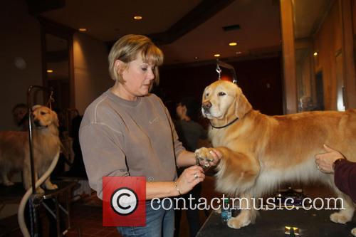 Dog Spa at the Westminster Dog Show