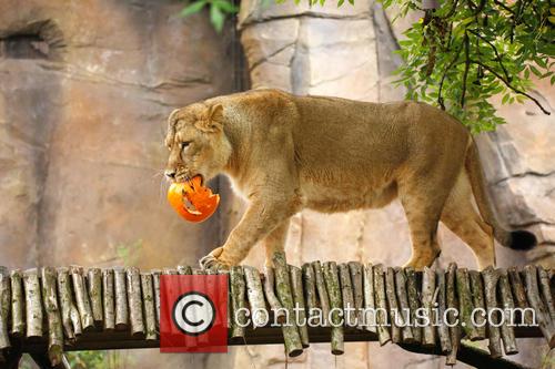 Halloween and London Zoo 2