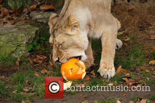 Halloween and London Zoo 3