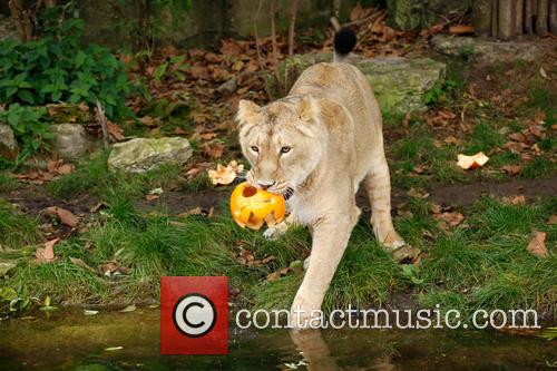 Halloween and London Zoo 4