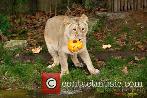 Halloween and London Zoo 5
