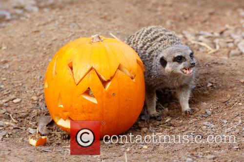 Halloween and London Zoo 7