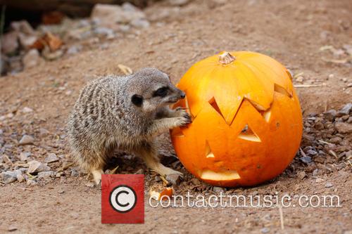 Halloween and London Zoo 9