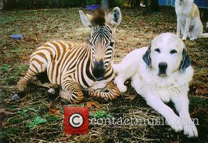 Barcode the Zebra - Twenty years ago Janice Wolf fulfilled her ambition of creating a rescue centre for all animals....