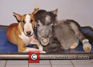 Bazinga the miniature horse and Butterbean the Bull Terrier - Twenty years ago Janice Wolf fulfilled her ambition of creating...