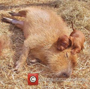 Cheesecake the Capybara and puppy - Twenty years ago Janice Wolf fulfilled her ambition of creating a rescue centre for...