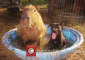 Cheesecake the Capybara - Twenty years ago Janice Wolf fulfilled her ambition of creating a rescue centre for all animals....