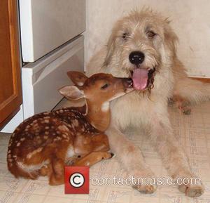 Duncan the Dog and Nabisco the Fawn - Twenty years ago Janice Wolf fulfilled her ambition of creating a rescue...