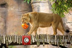 Halloween and London Zoo