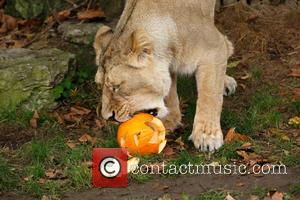 Halloween and London Zoo