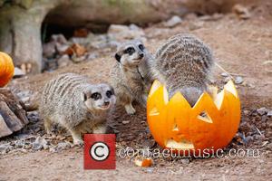 Halloween and London Zoo