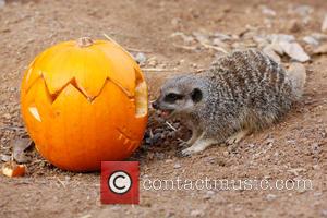 Halloween and London Zoo